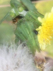 Diplazon laetatorius