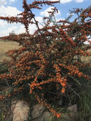 Pyracantha angustifolia