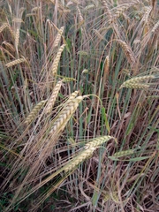 Hordeum vulgare