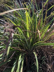 Cyperus dives