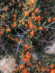 Pyracantha angustifolia