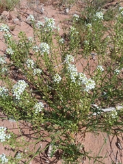 Lepidium fremontii