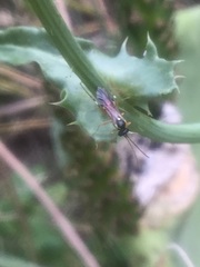 Diplazon laetatorius