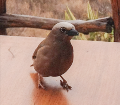 Pseudonigrita arnaudi