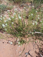 Lepidium fremontii