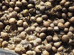 Pronolagus saundersiae