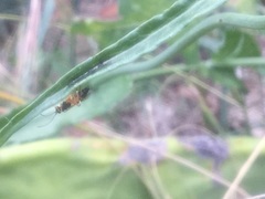 Diplazon laetatorius