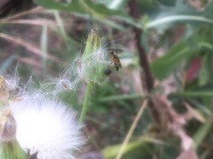 Diplazon laetatorius