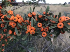 Pyracantha angustifolia