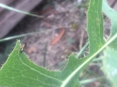 Diplazon laetatorius