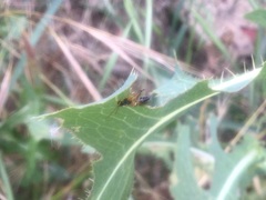 Diplazon laetatorius