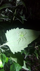 Gnathopalystes taiwanensis