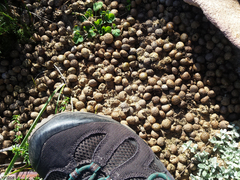 Pronolagus saundersiae