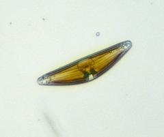 Cymbella