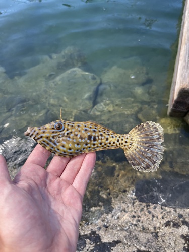 Scrawled filefish (Aluterus scriptus) — Monacanthidae — 3