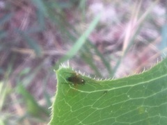 Diplazon laetatorius