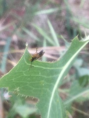 Diplazon laetatorius