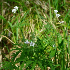 Geranium asiaticum