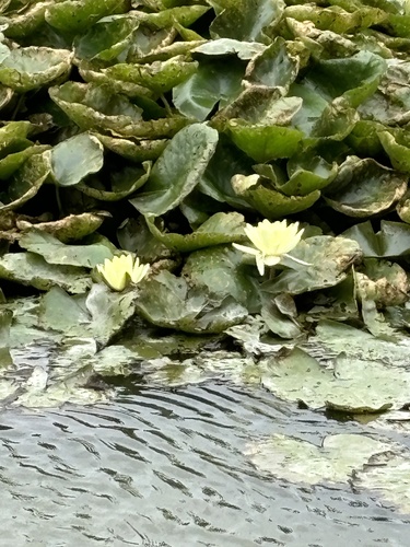 Image of Nymphaea mexicana by (c) Sula Vanderplank, some rights reserved (CC BY)