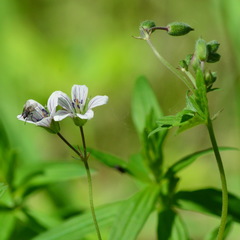 Geranium asiaticum