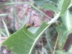 Diplazon laetatorius