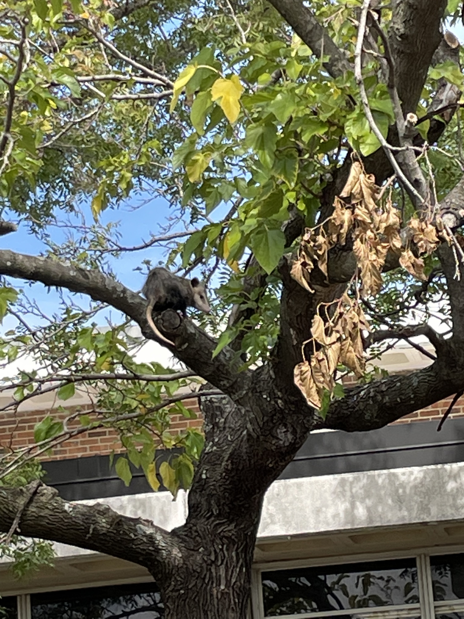 Didelphis virginiana<br>02 August, 2024