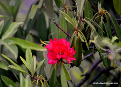 Rhododendron arboreum