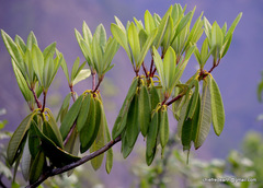 Rhododendron arboreum