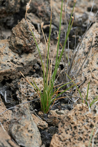 Fimbristylis hawaiiensis observed 2024-07-28