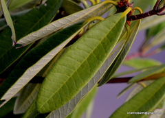 Rhododendron arboreum