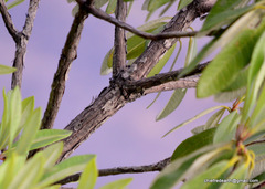 Rhododendron arboreum