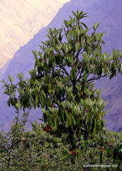Rhododendron arboreum