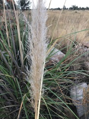 Cortaderia selloana