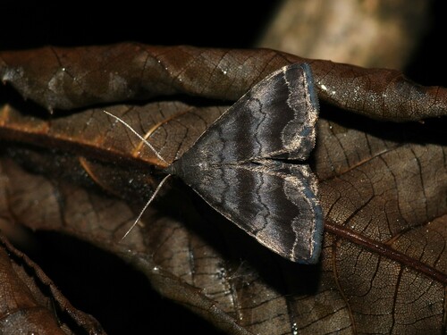 Black-banded Owlet photo 3