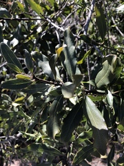 Euclea natalensis angustifolia