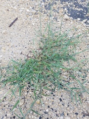 Poaceae