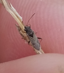 Heteroptera