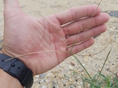 Poaceae
