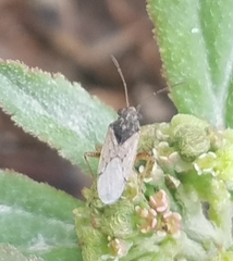 Heteroptera