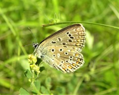 Polyommatus bellargus