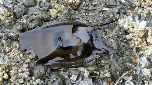 Caliraja inornata