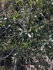 Euclea natalensis angustifolia