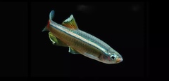 Tanichthys albonubes