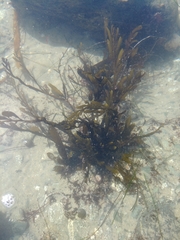 Stephanocystis