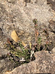 Euphorbia vandermerwei