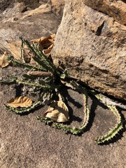 Euphorbia vandermerwei