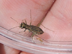 Parvindela cursitans