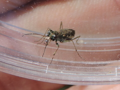 Parvindela cursitans