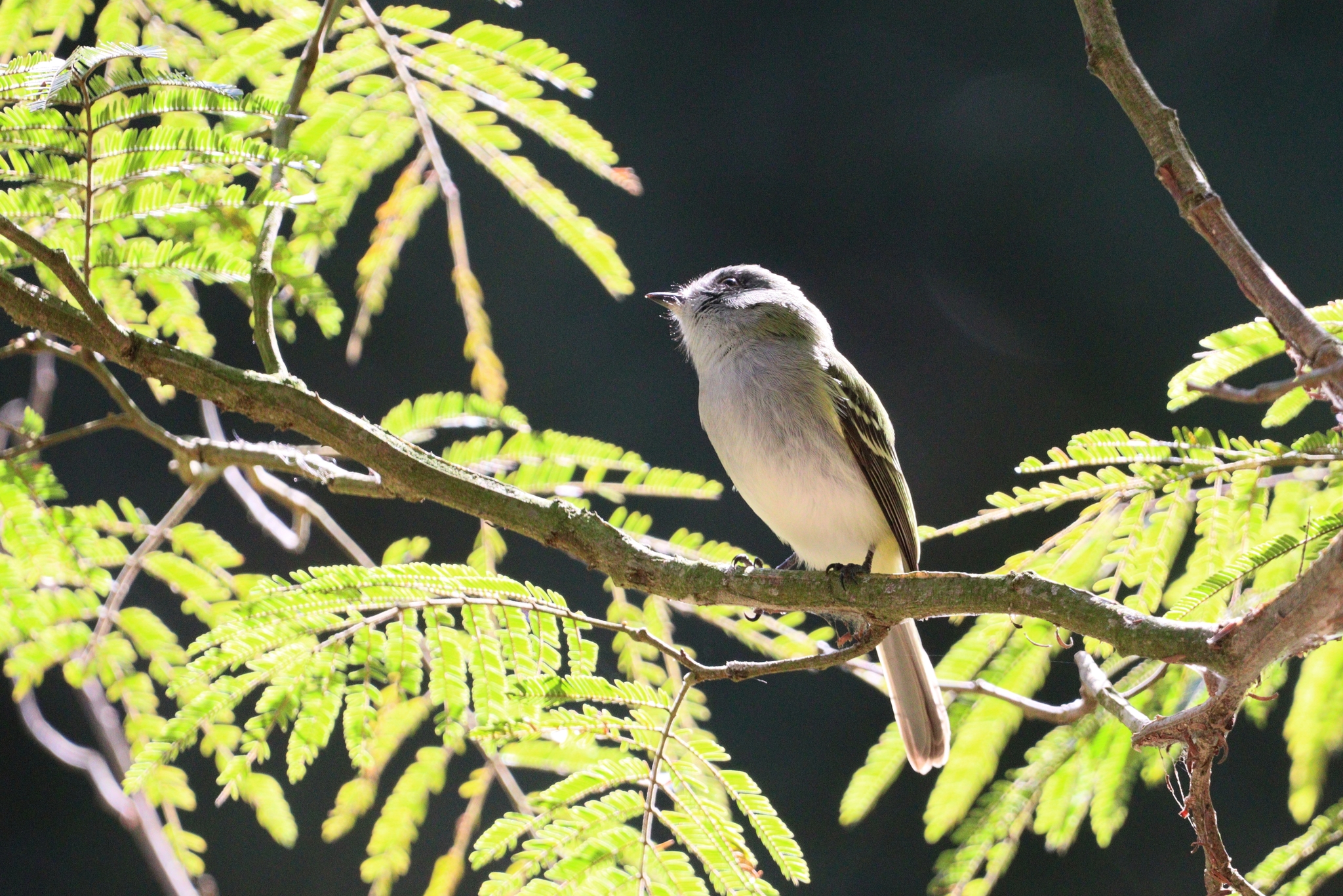 Grey-headed Elaenia (Myiopagis caniceps), photo 10