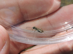 Parvindela cursitans